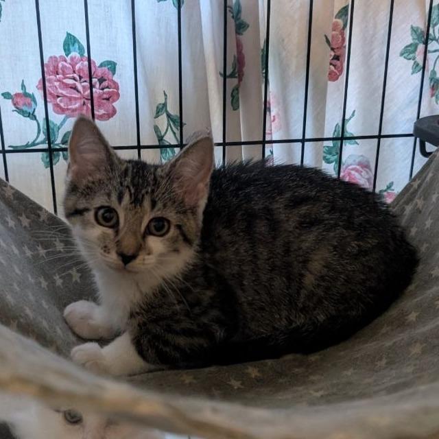 Enlarge Tippy (READ!), a Adoptable American Shorthair in Pikesville, MD image 5/6
