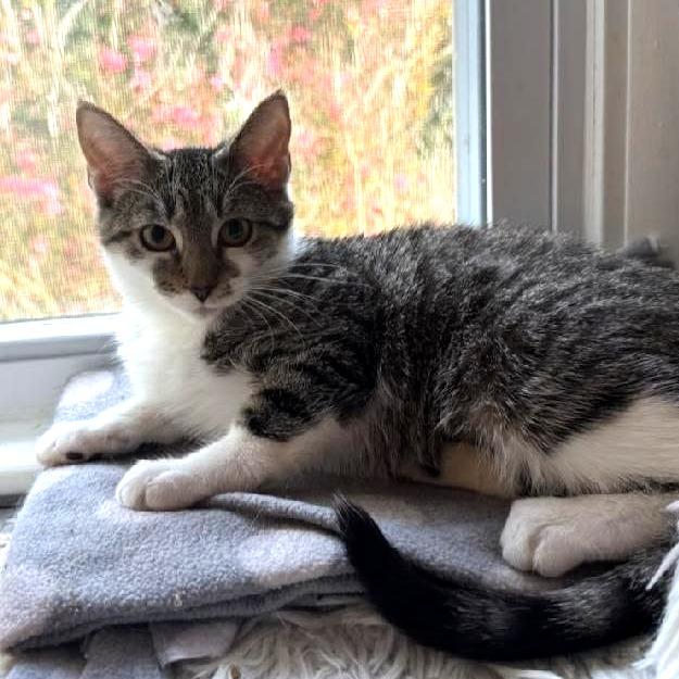 Enlarge Tippy (READ!), a Adoptable American Shorthair in Pikesville, MD image 3/6