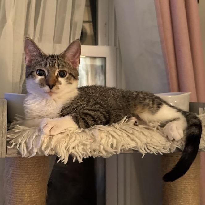 Tippy (READ!), Adoptable, Kitten Female American Shorthair.