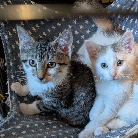 Enlarge Tippy (READ!), a Adoptable American Shorthair in Pikesville, MD image 6/6