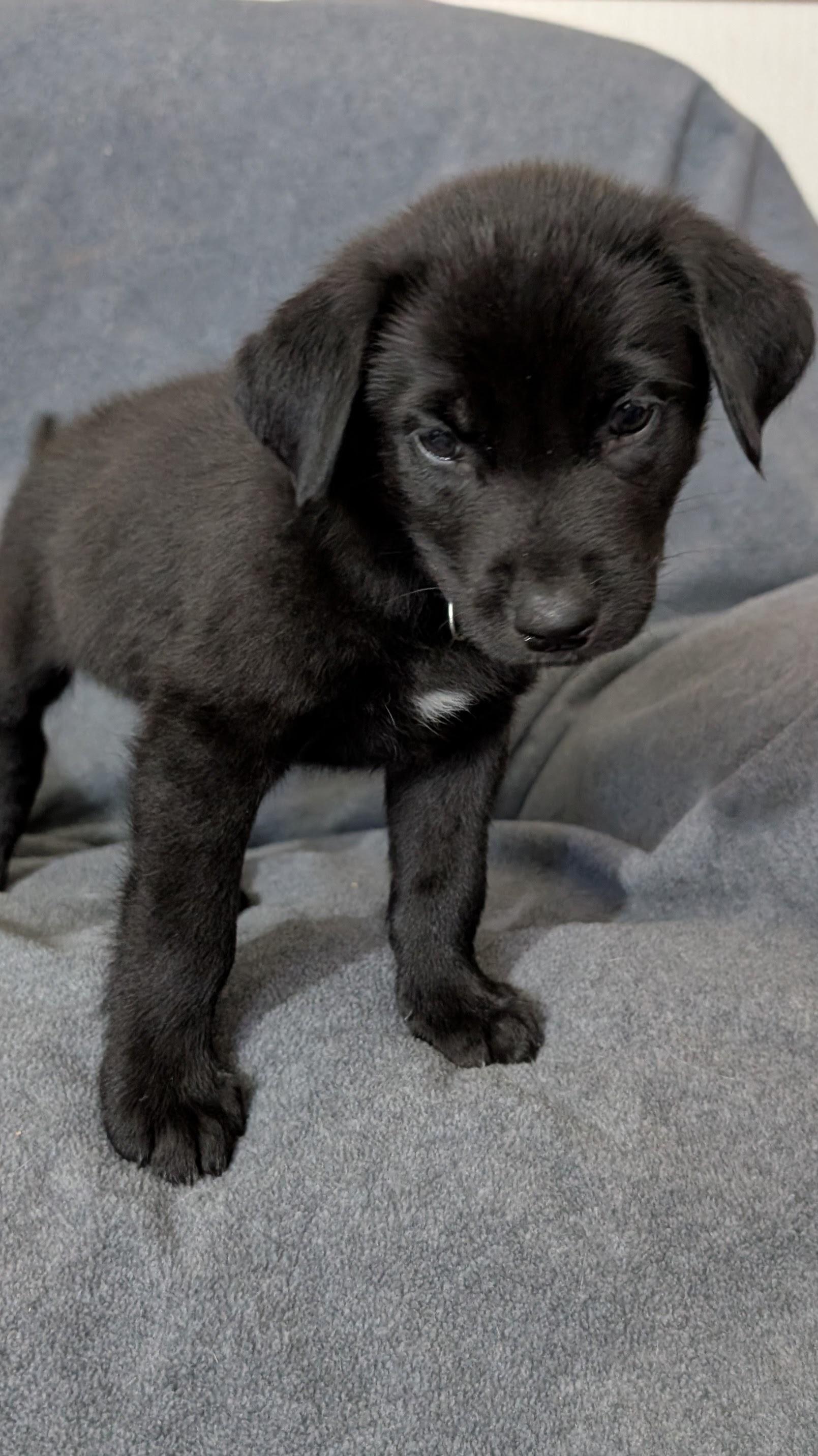 Enlarge Coal, a ADOPTABLE Labrador Retriever in Torrey, UT image 1/1