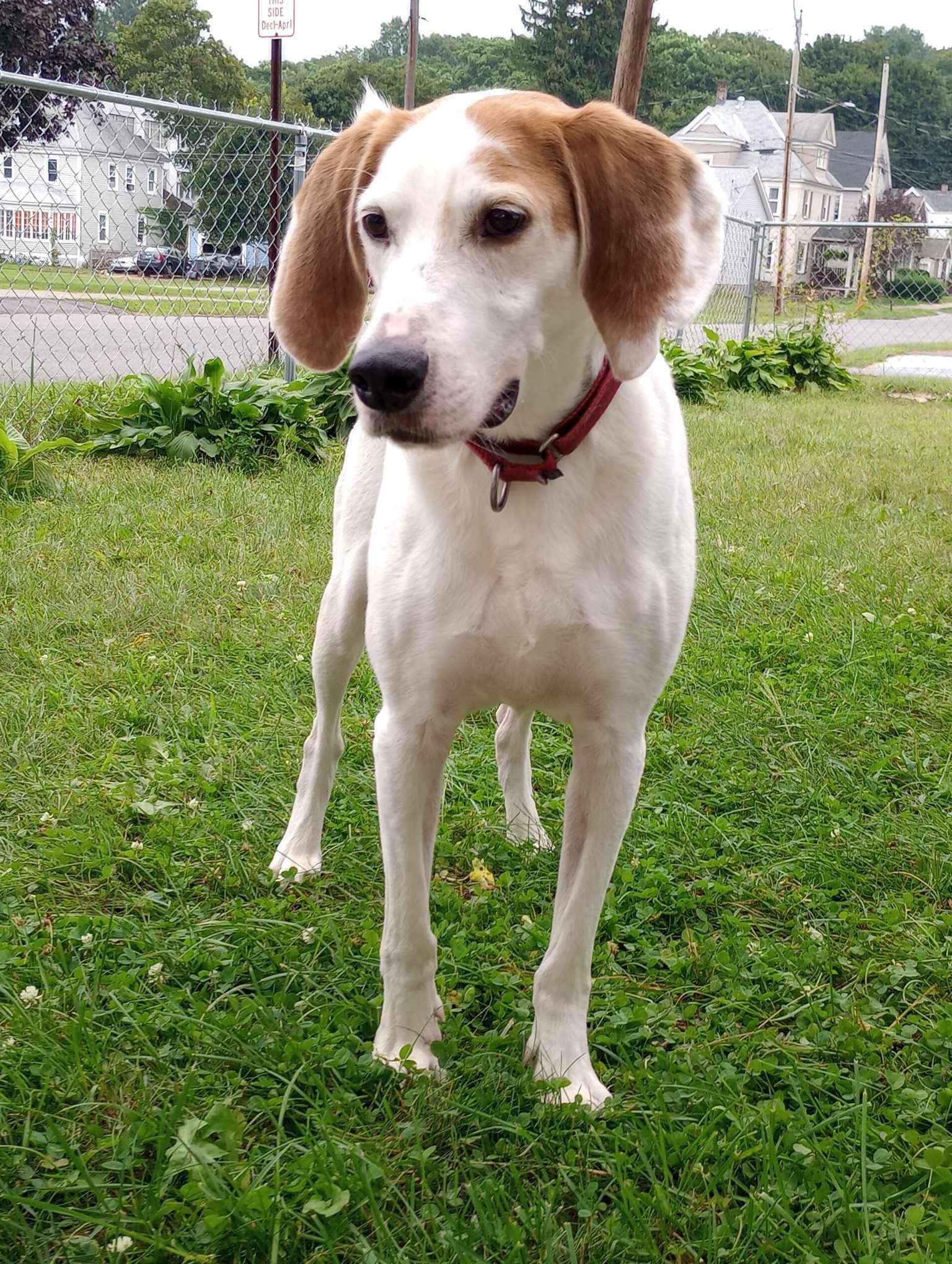 Enlarge Winchester, a Adoptable Foxhound in East Amherst, NY image 1/2