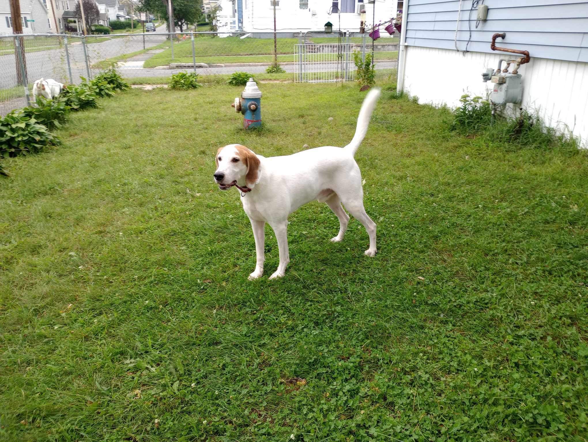 Enlarge Winchester, a Adoptable Foxhound in East Amherst, NY image 2/2
