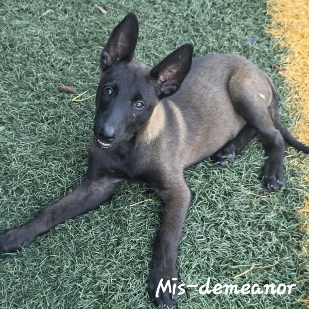 Enlarge Mis-Demeanor DD, a Adopted Belgian Shepherd / Malinois in Wheeling, WV image 4/4