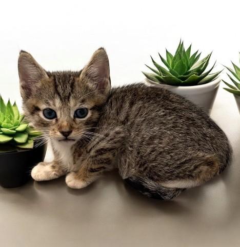 Enlarge Mortie, a Adoptable Domestic Short Hair in DELRAY Beach, FL image 1/1