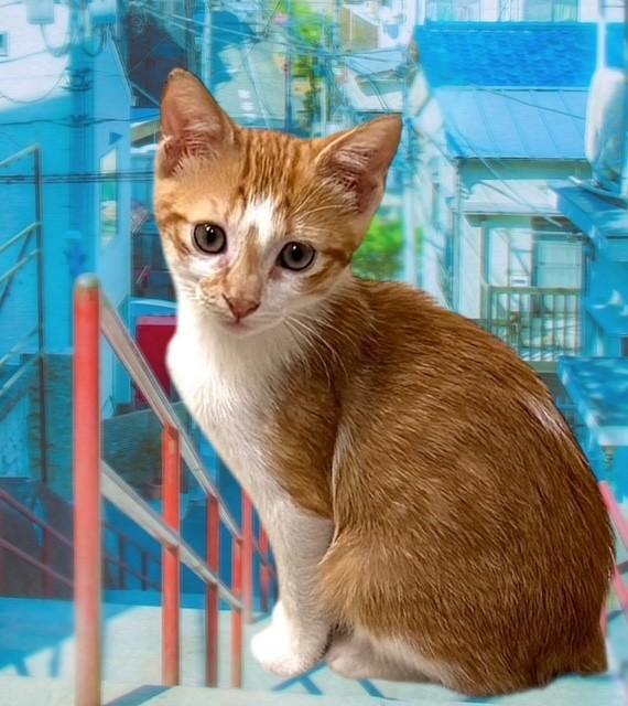 Burger, an adoptable Domestic Short Hair, Manx in DELRAY Beach, FL, 33445 | Photo Image 1