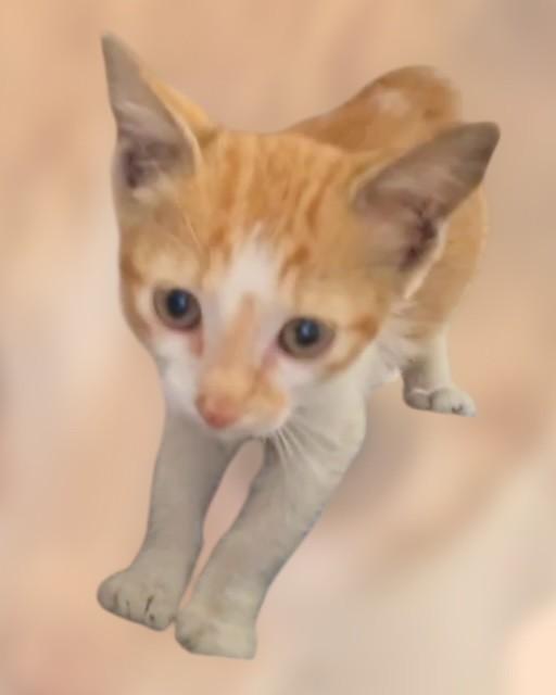 Burger, an adoptable Domestic Short Hair, Manx in DELRAY Beach, FL, 33445 | Photo Image 2