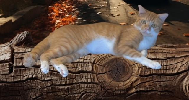 PUNKIN, Young Female Domestic Short Hair