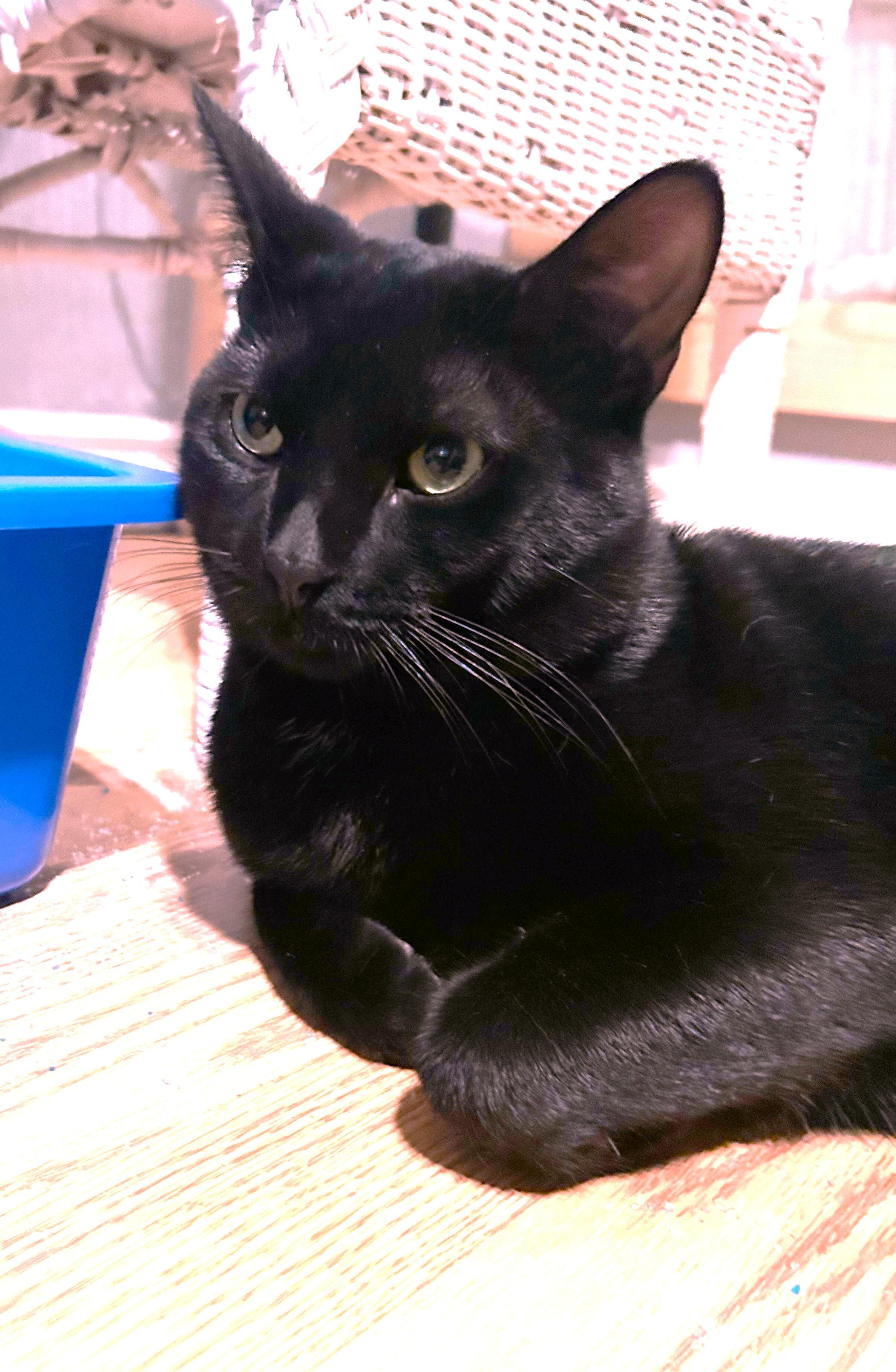 Dori, an adoptable Havana in Mississauga, ON, L5V 1V2 | Photo Image 4