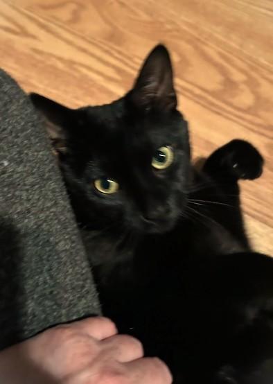 Dori, an adoptable Havana in Mississauga, ON, L5V 1V2 | Photo Image 2