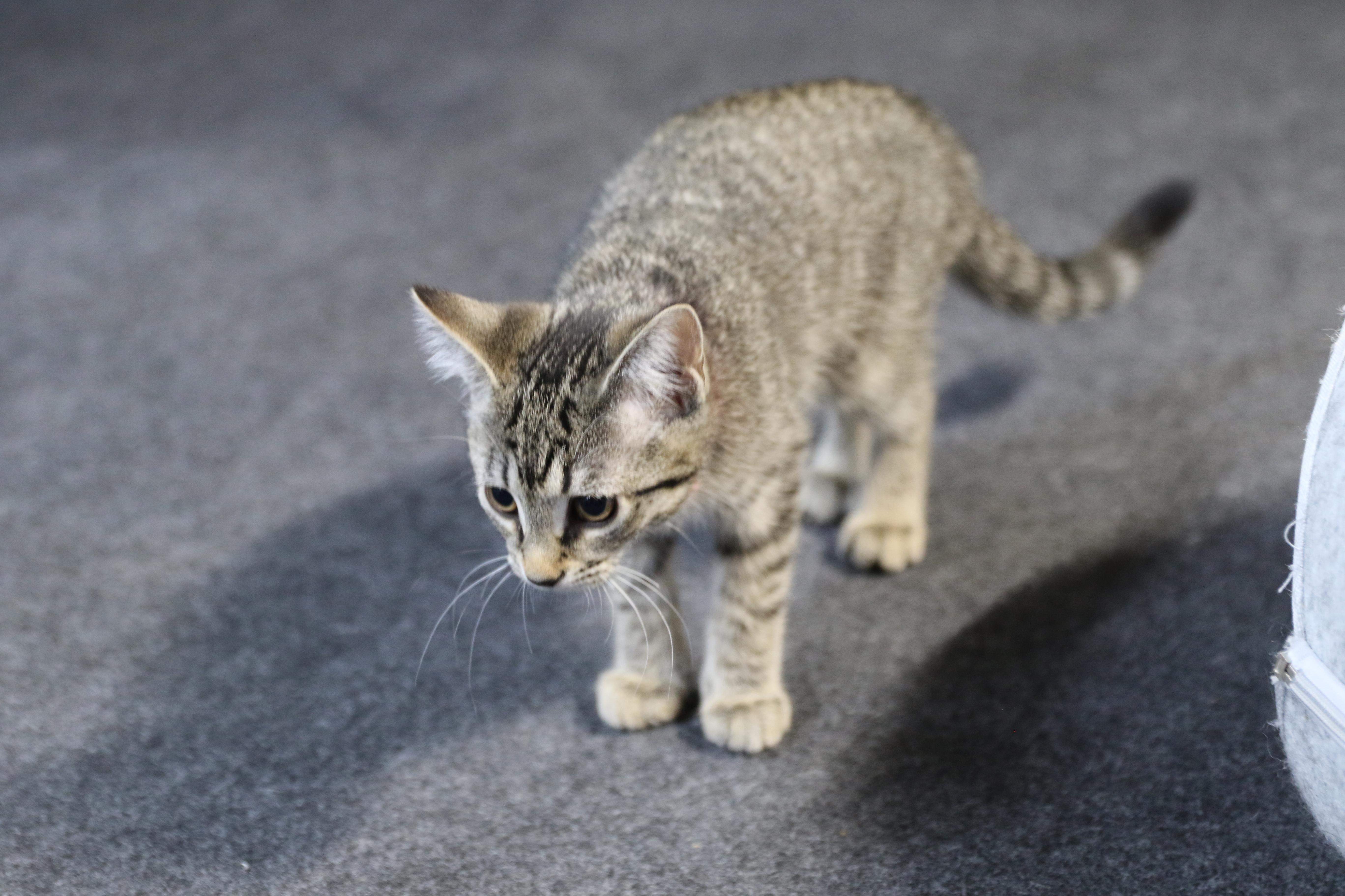 Arva, an adoptable Tabby in Cut Bank, MT, 59427 | Photo Image 2