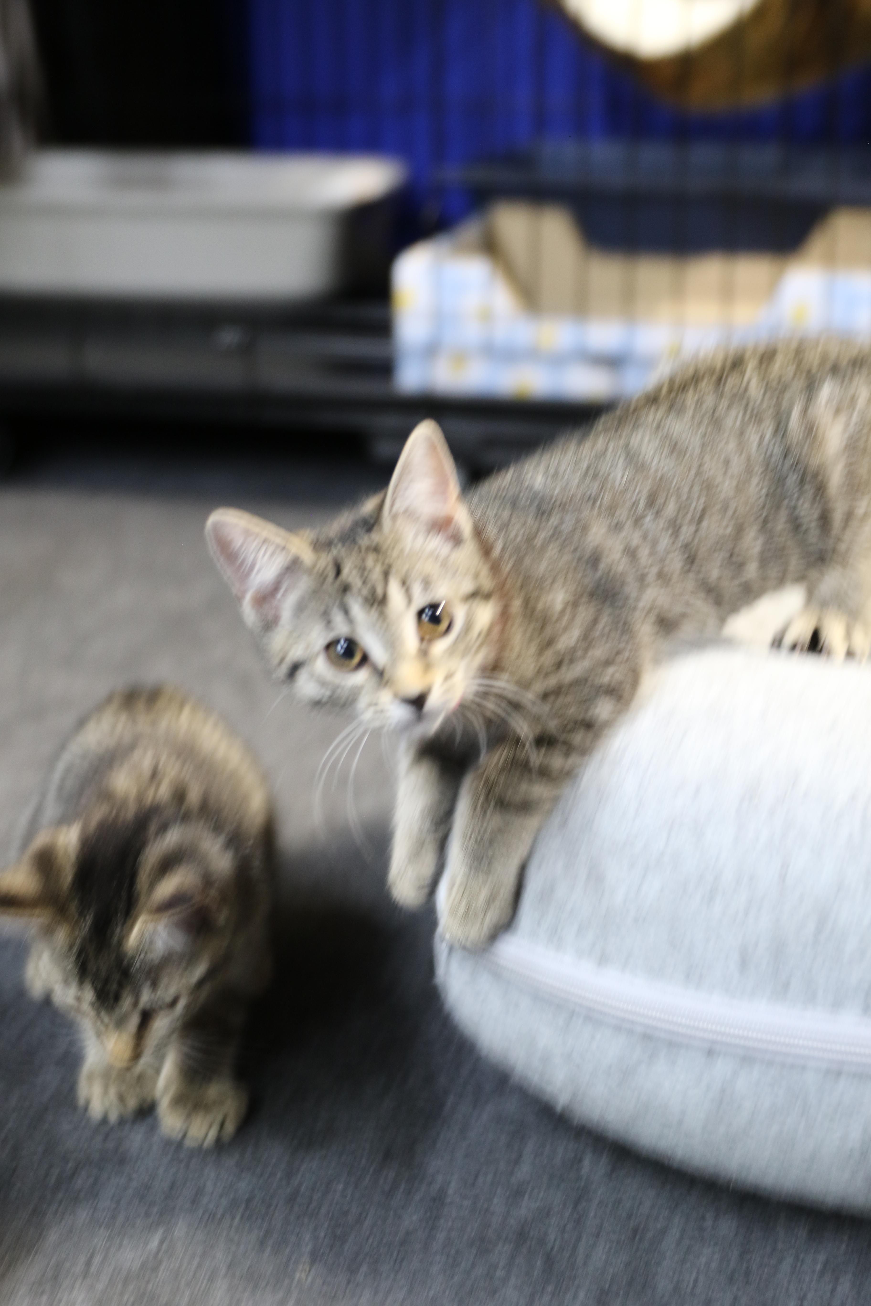 Arva, an adoptable Tabby in Cut Bank, MT, 59427 | Photo Image 3