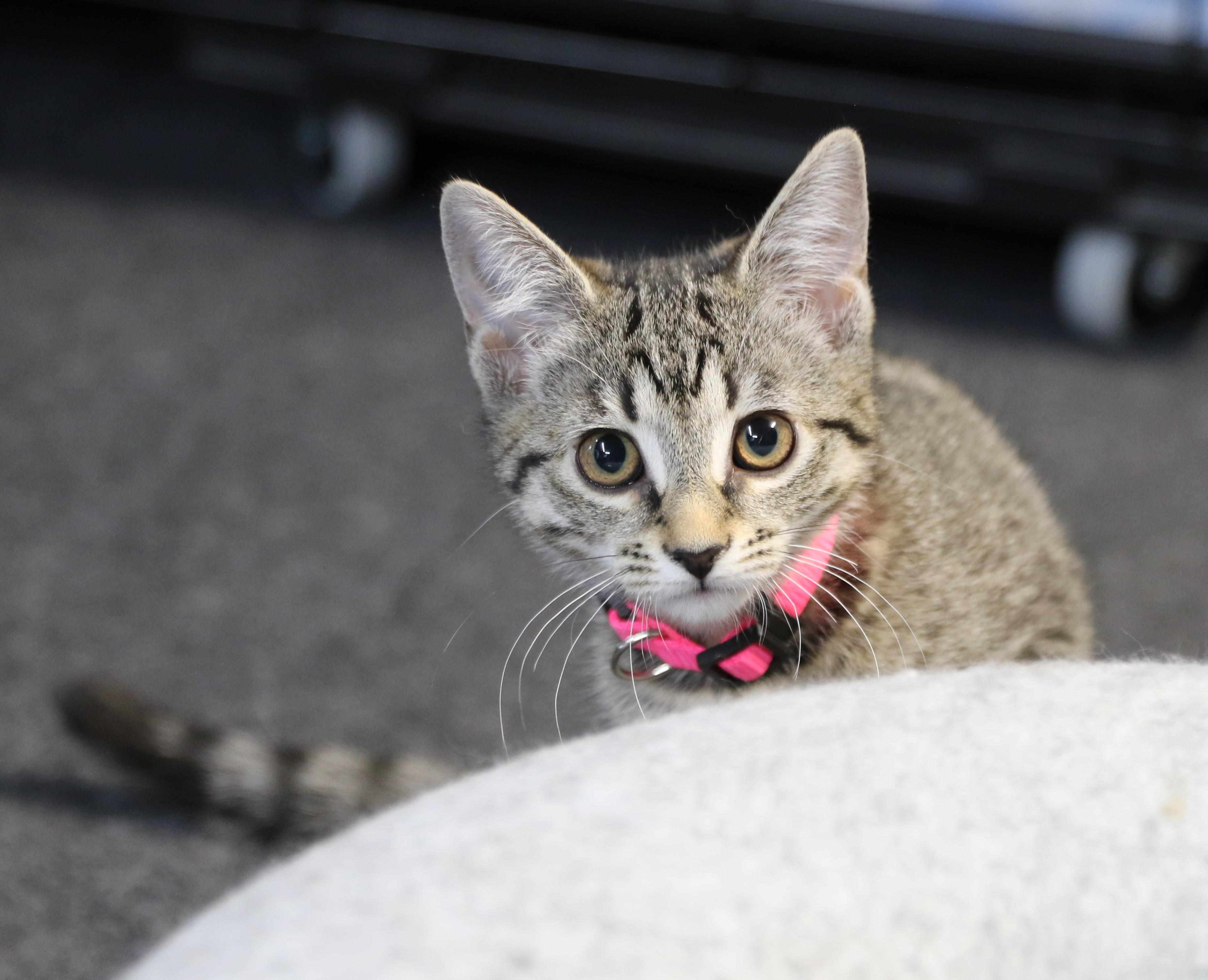 Arva, an adoptable Tabby in Cut Bank, MT, 59427 | Photo Image 6