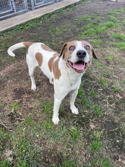 Enlarge Sarge, an adoptable mixed breed in Woodbine, GA image 1/1