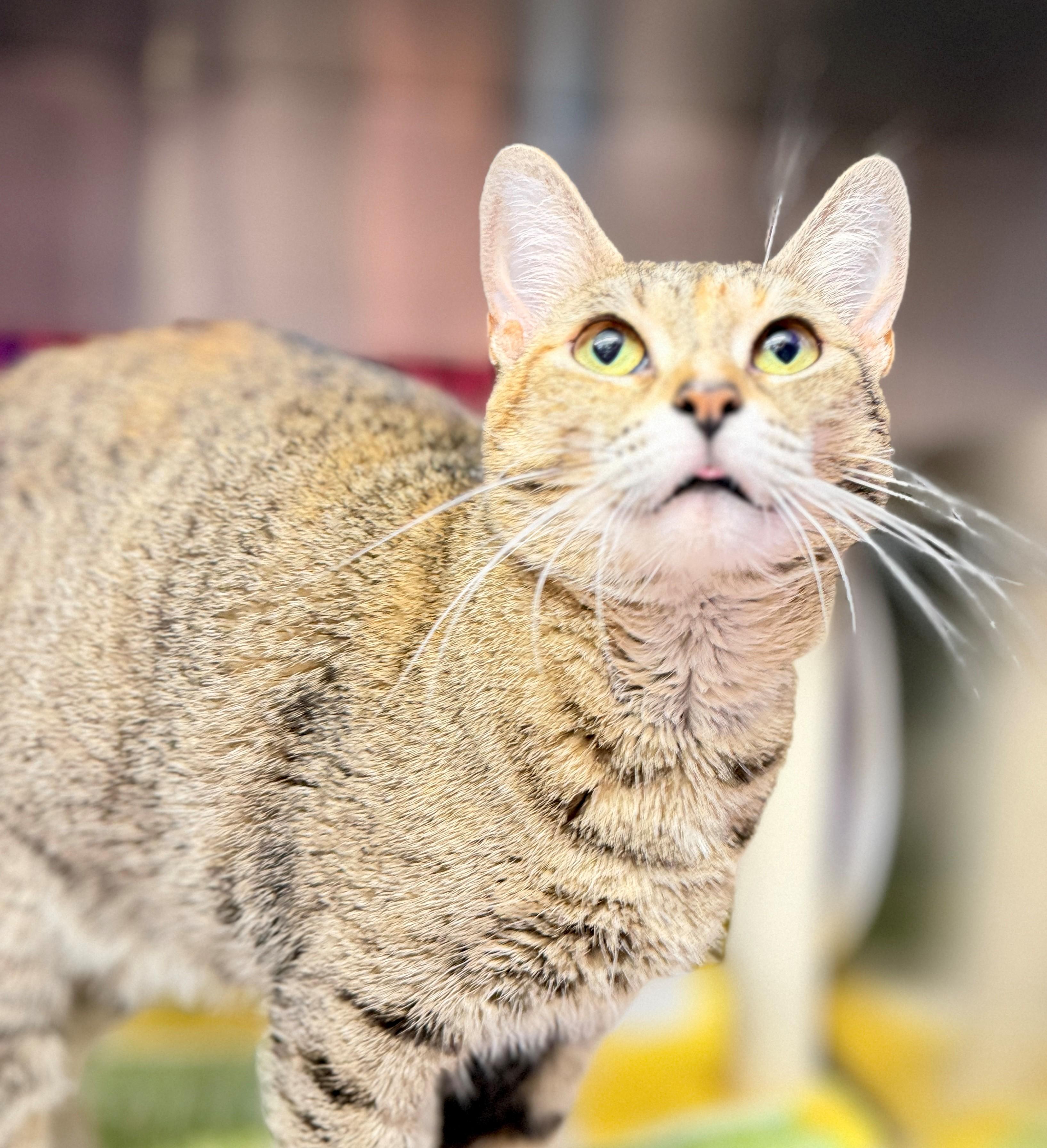 Enlarge Jean, an adoptable Domestic Short Hair in Hamilton, ON image 3/3