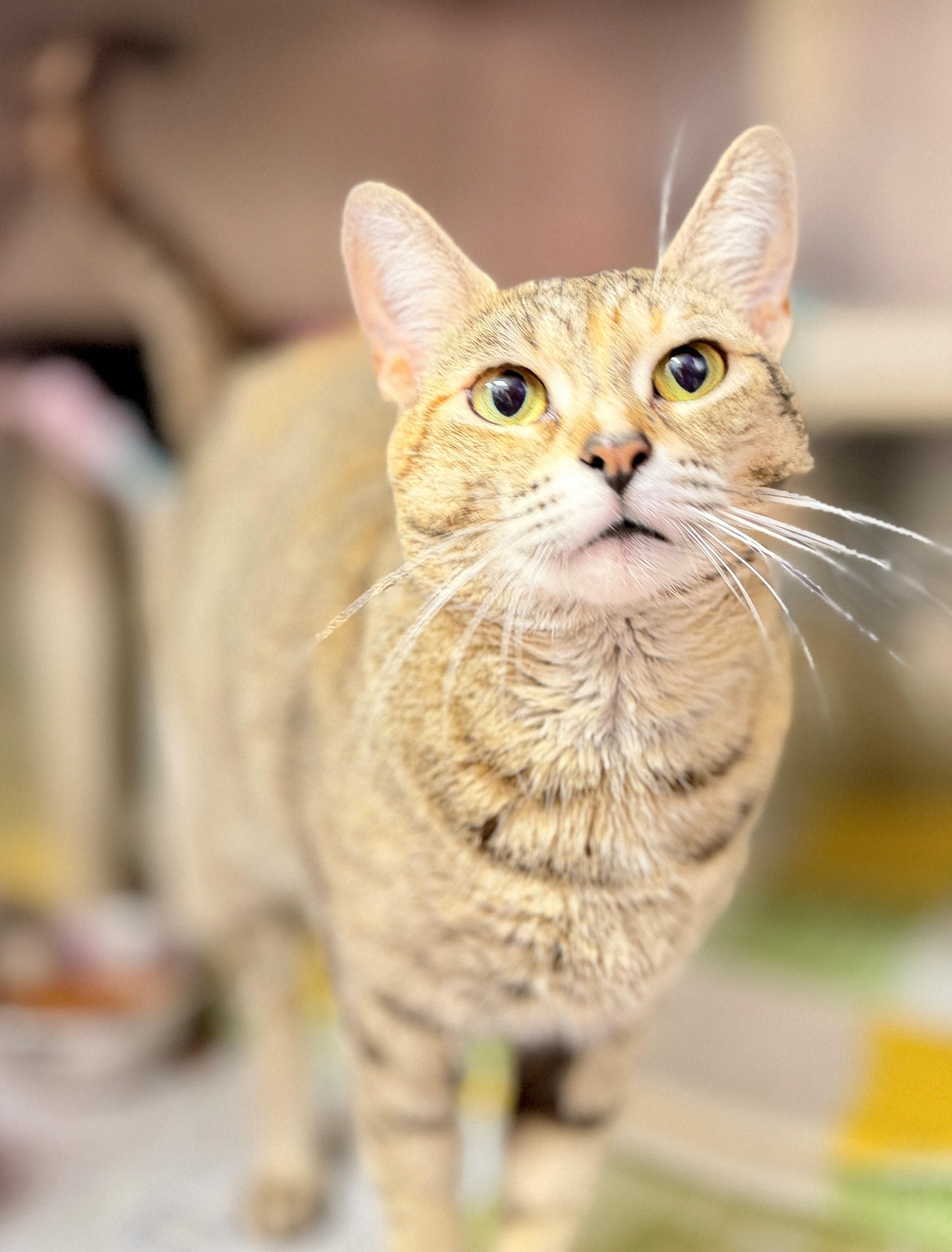 Jean, adoptable, Adult Female Domestic Short Hair.