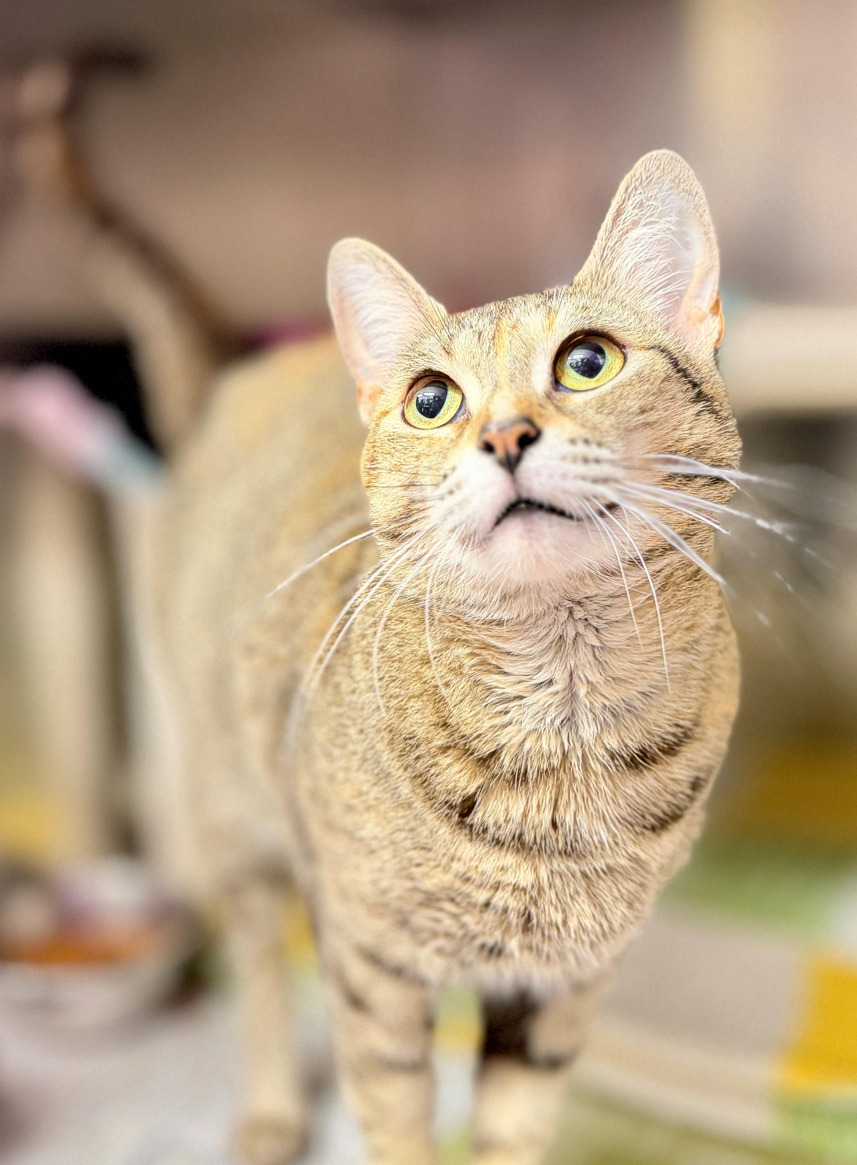 Enlarge Jean, an adoptable Domestic Short Hair in Hamilton, ON image 2/3