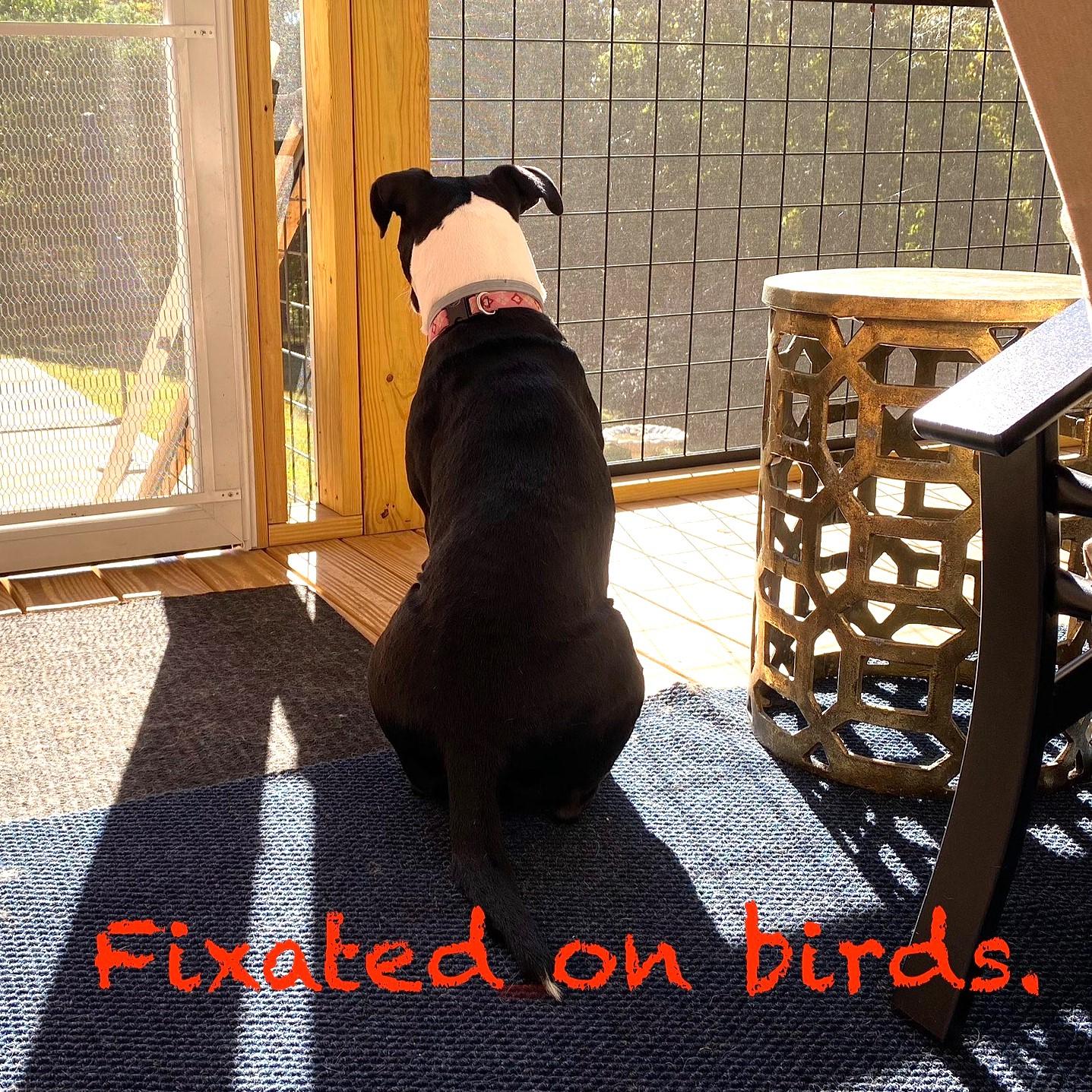 Daisy June (“DJ”), a Adoptable mixed breed in Smithfield, NC image 4/4