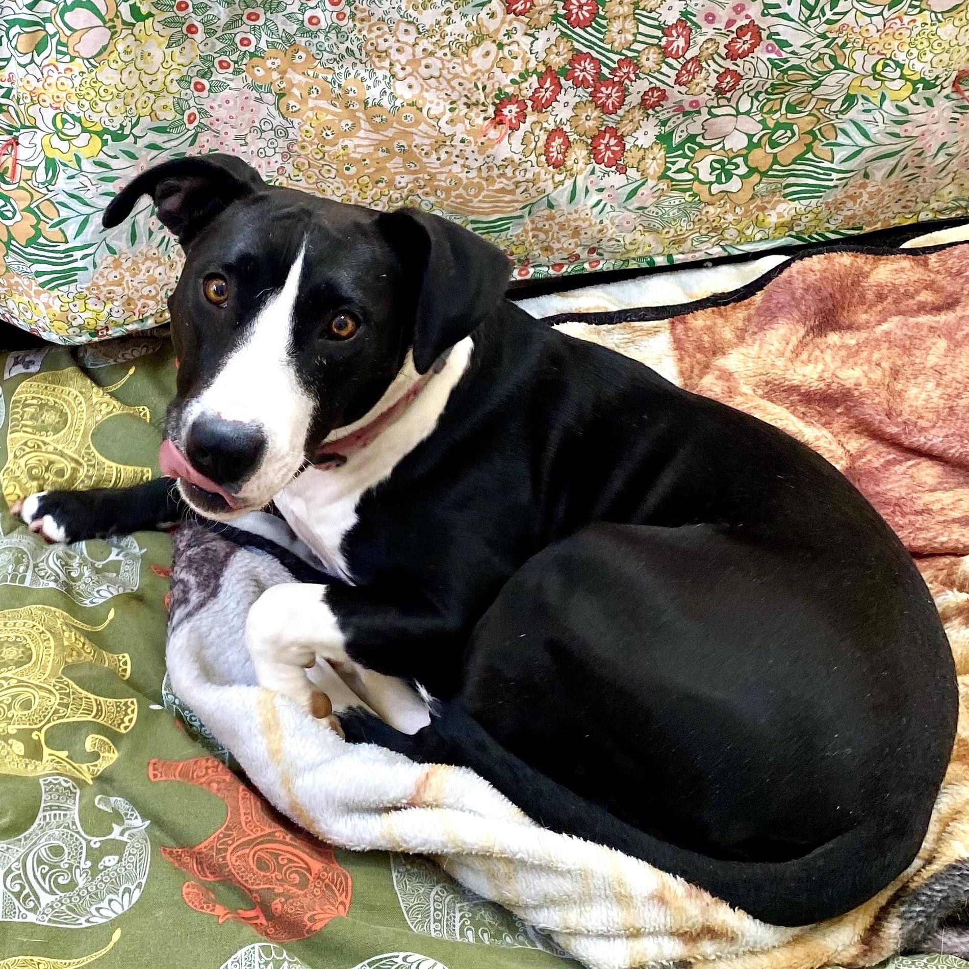 Daisy June (“DJ”), a Adoptable mixed breed in Smithfield, NC image 3/4