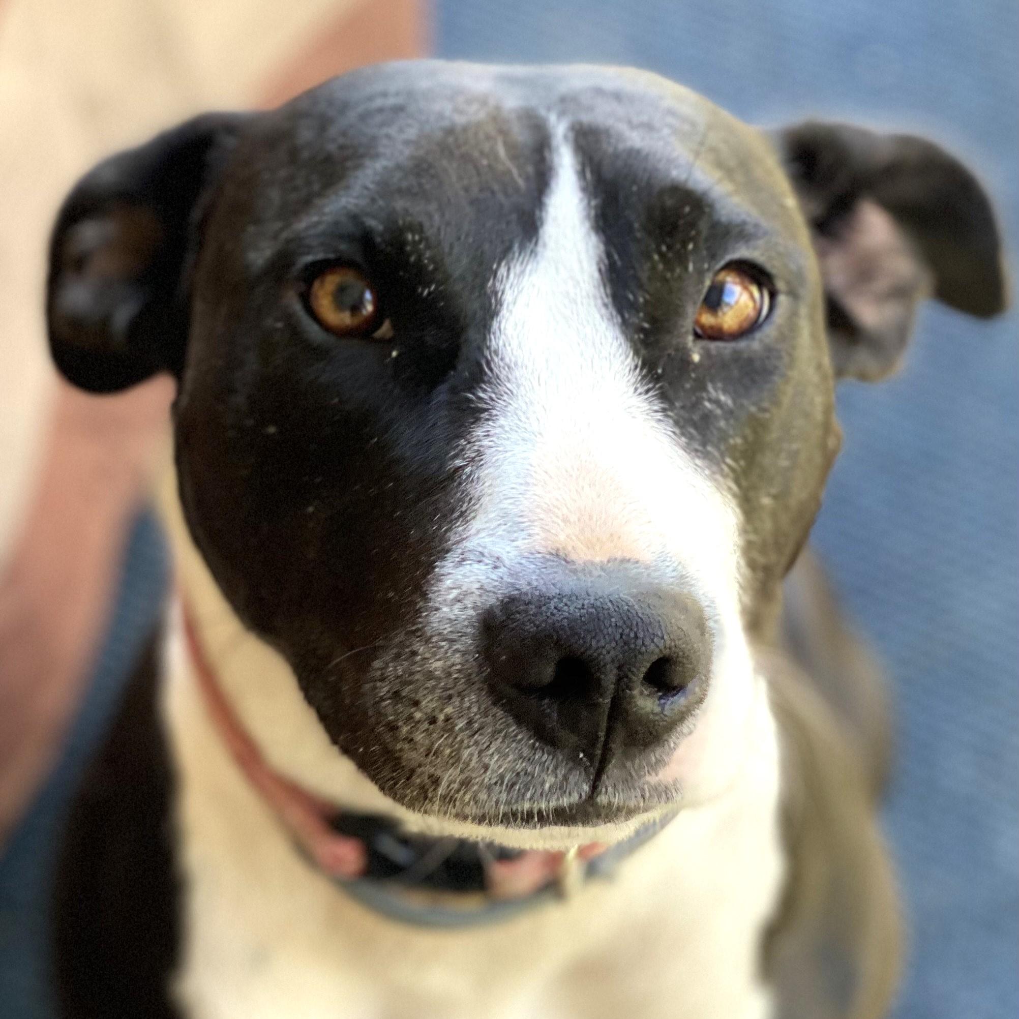 Daisy June (“DJ”), a Adoptable mixed breed in Smithfield, NC image 2/4