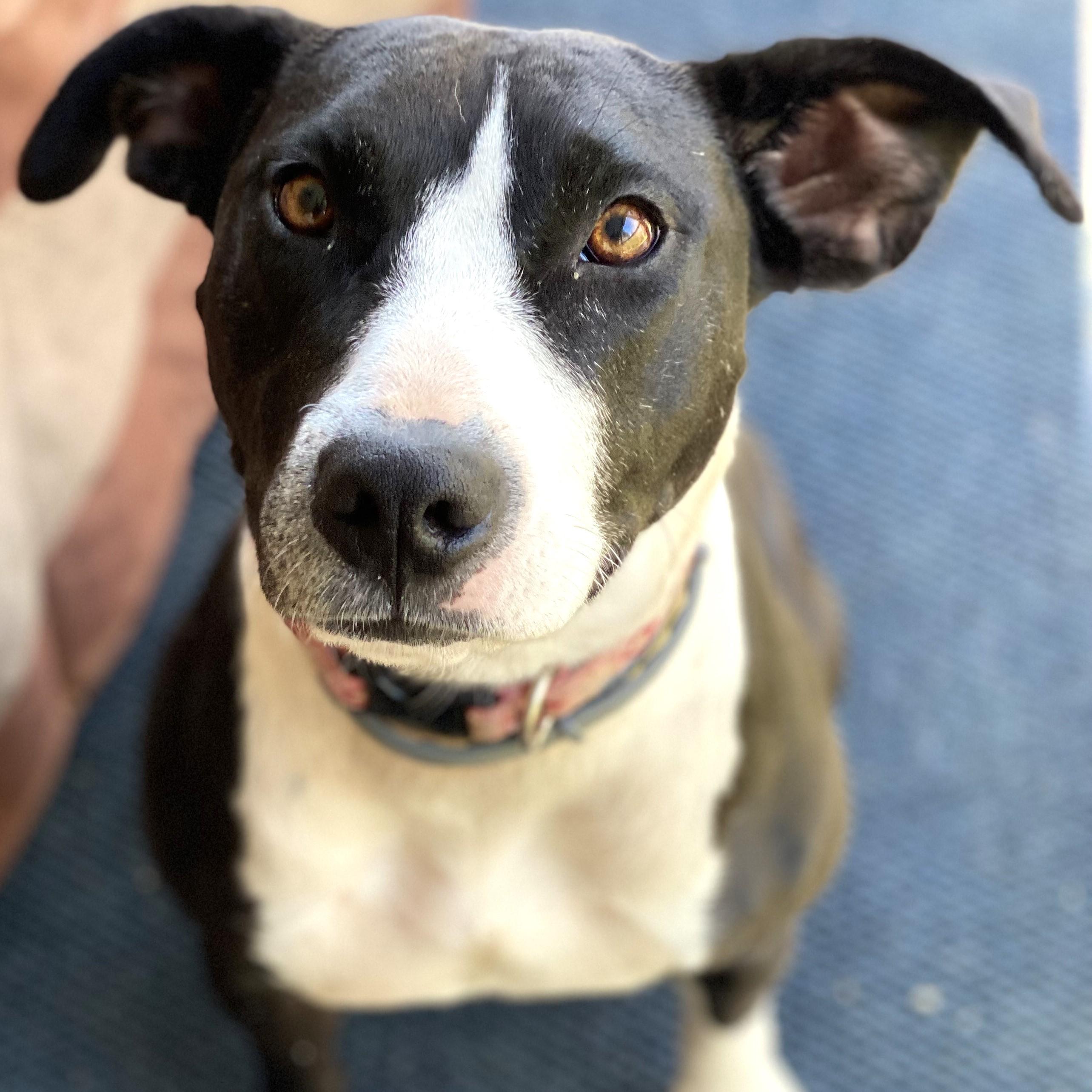 Daisy June (“DJ”), a Adoptable mixed breed in Smithfield, NC image 1/4