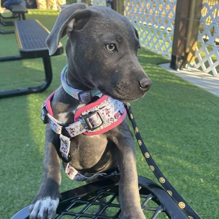 Enlarge Luna (fka Perdita), a Adoptable Mixed Breed in Myrtle Beach, SC image 1/6
