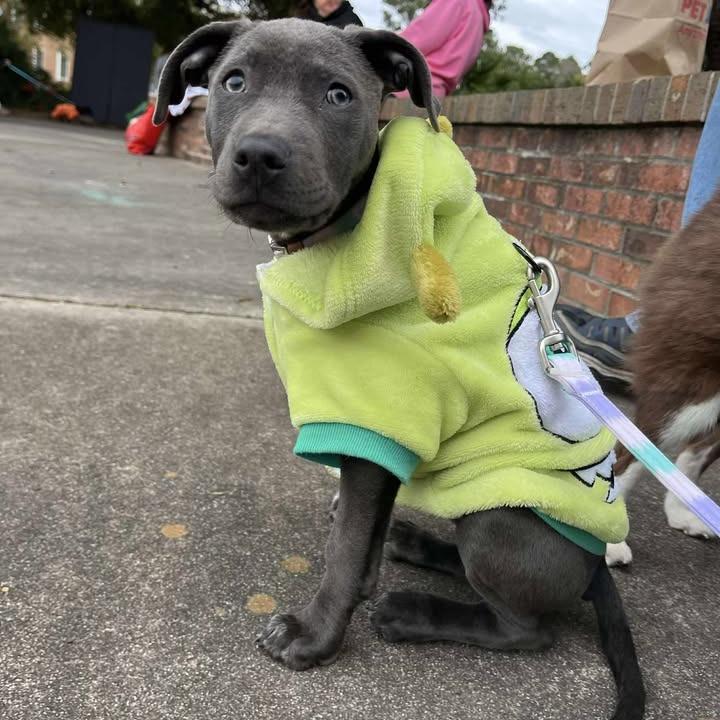 Enlarge Luna (fka Perdita), a Adoptable Mixed Breed in Myrtle Beach, SC image 2/6