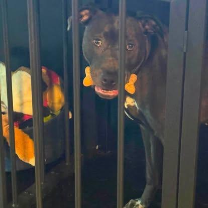 Enlarge Luna (fka Perdita), a Adoptable Mixed Breed in Myrtle Beach, SC image 3/6