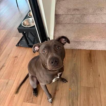 Enlarge Luna (fka Perdita), a Adoptable Mixed Breed in Myrtle Beach, SC image 4/6