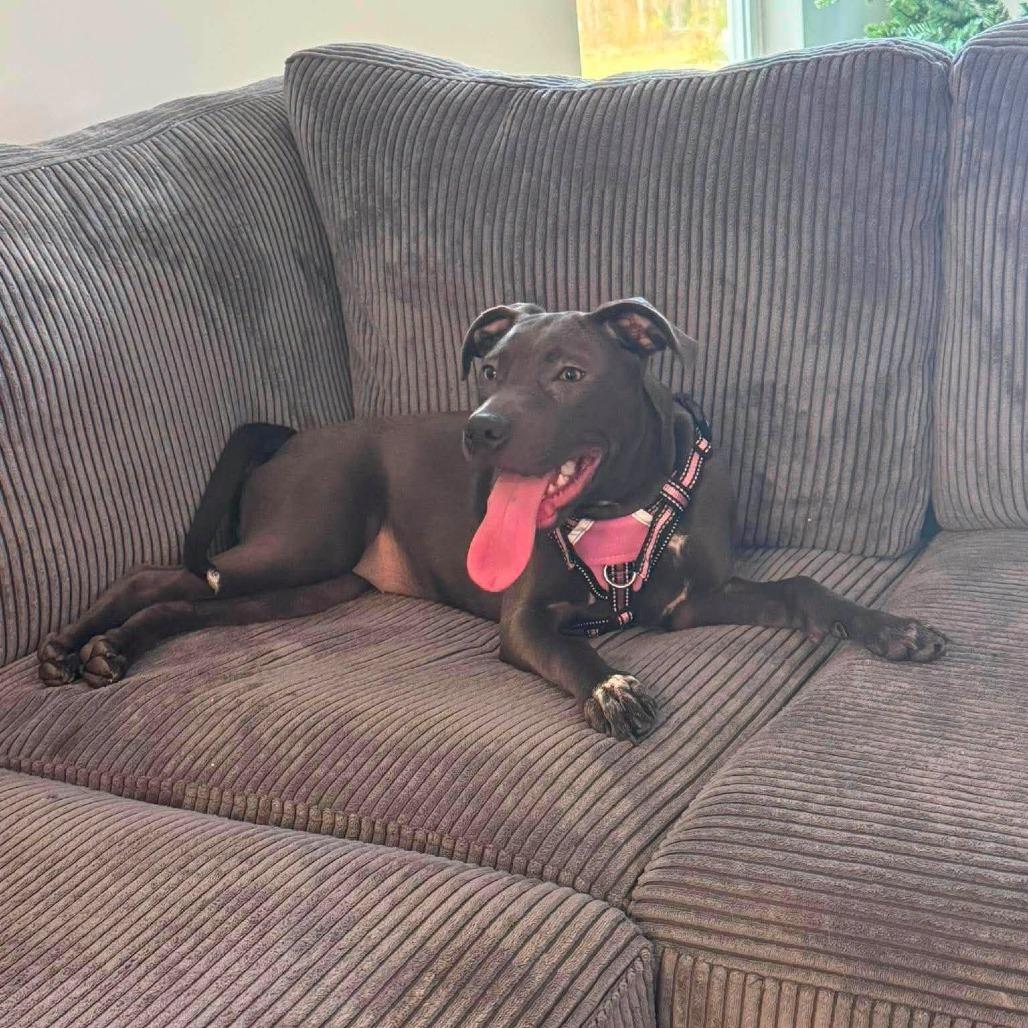 Enlarge Luna (fka Perdita), a Adoptable Mixed Breed in Myrtle Beach, SC image 6/6
