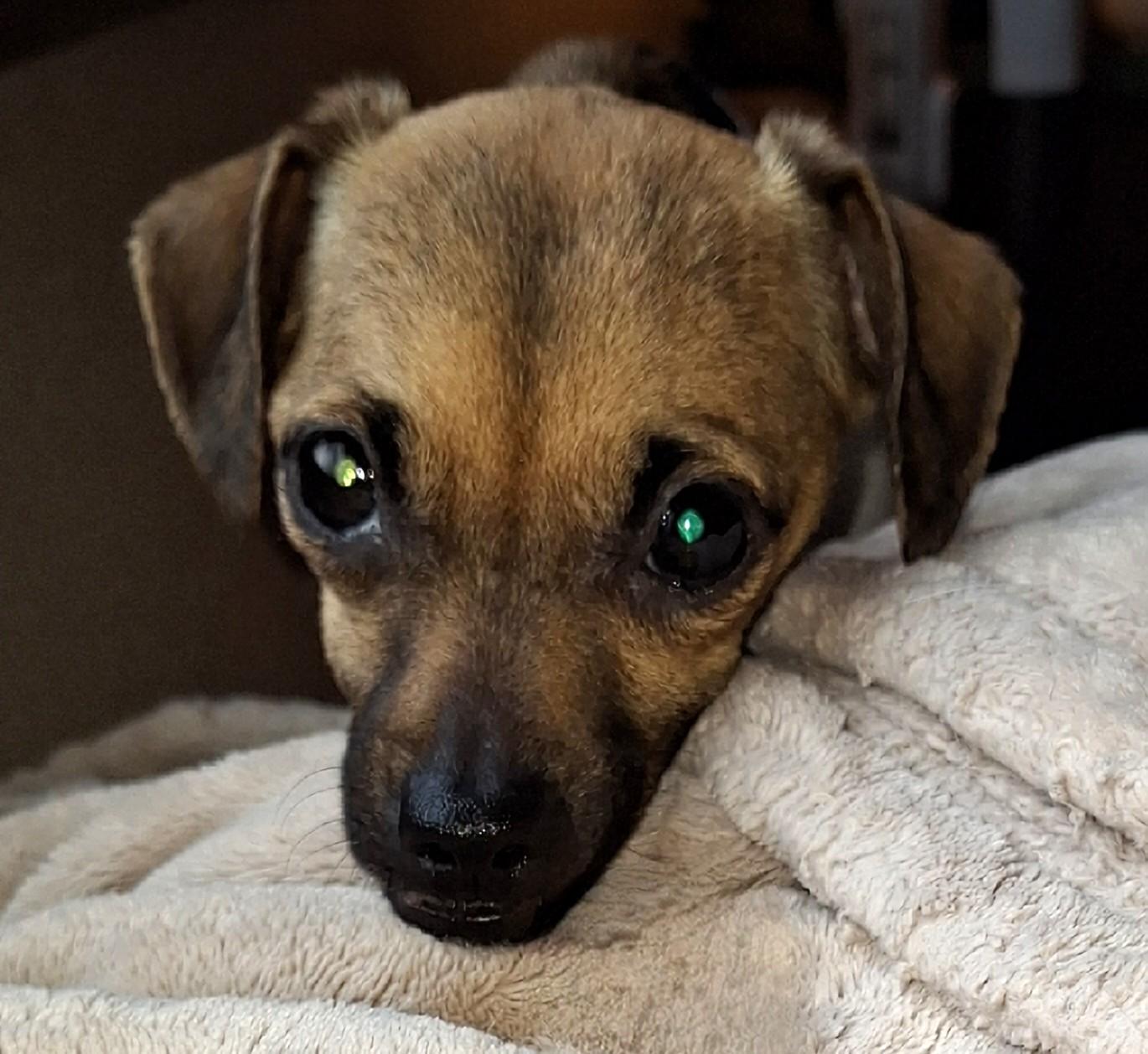 Enlarge Emma - Diabetic, a Adoptable mixed breed in Menomonee Falls, WI image 2/4