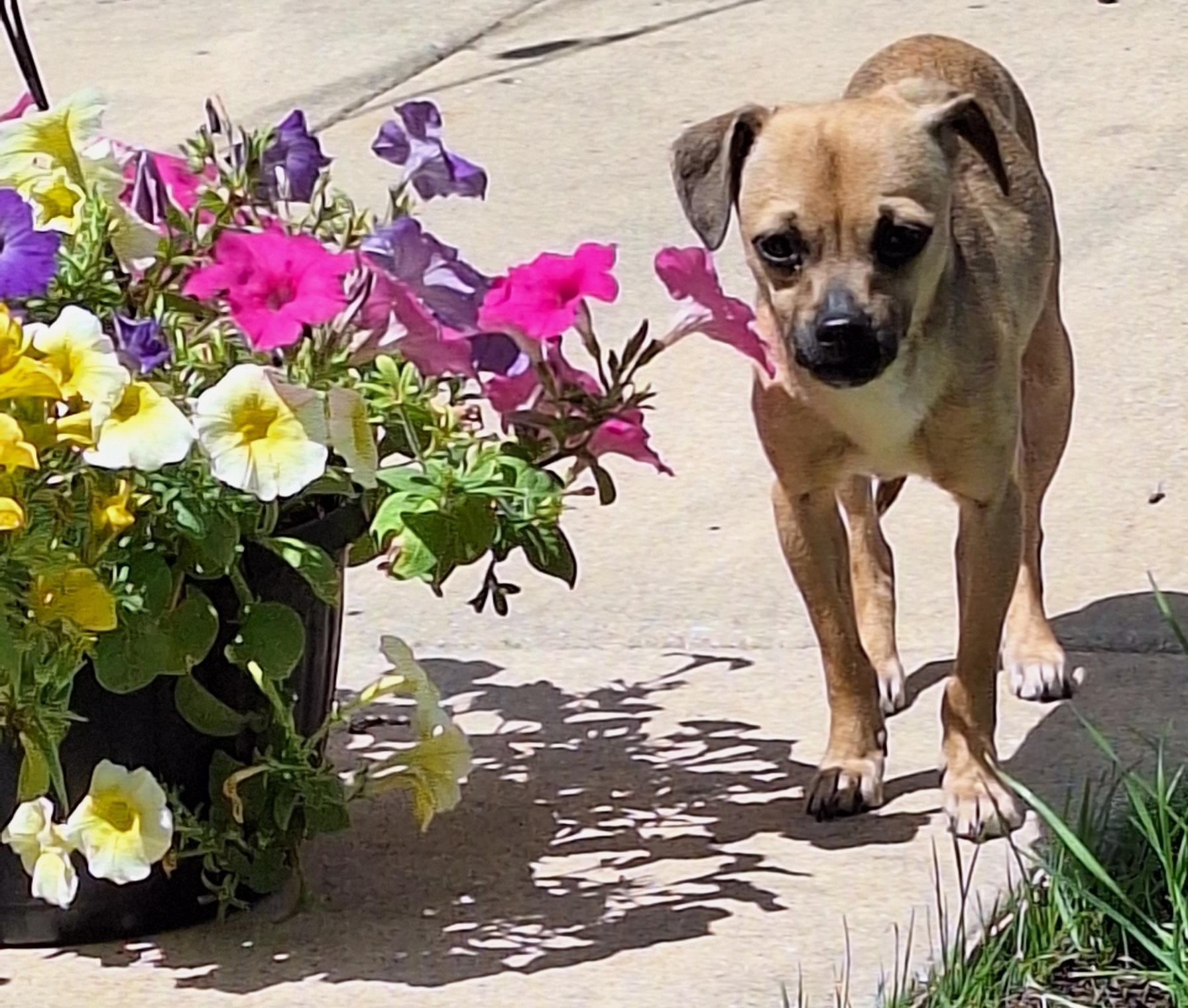 Enlarge Emma - Diabetic, a Adoptable mixed breed in Menomonee Falls, WI image 1/4