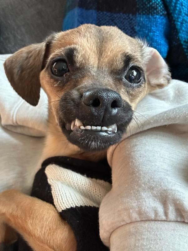 Enlarge Emma - Diabetic, a Adoptable mixed breed in Menomonee Falls, WI image 3/4