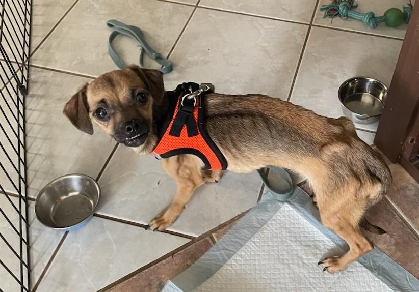 Enlarge Emma - Diabetic, a Adoptable mixed breed in Menomonee Falls, WI image 4/4