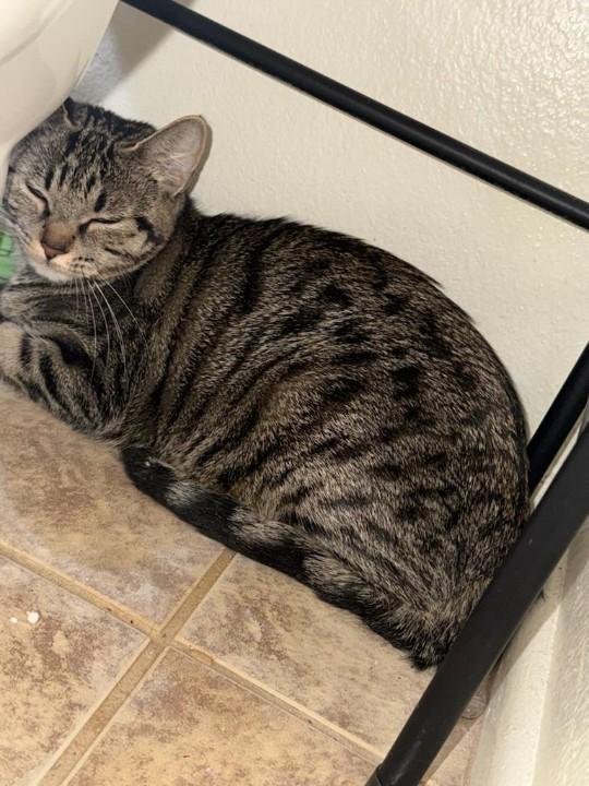 Moochie, a Adoptable Domestic Short Hair in Chandler, AZ image 3/3