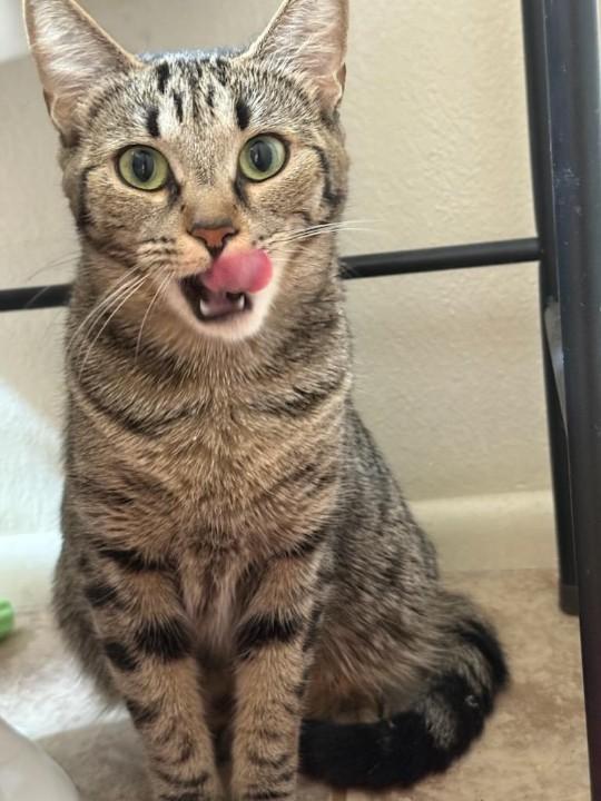 Moochie, a Adoptable Domestic Short Hair in Chandler, AZ image 2/3