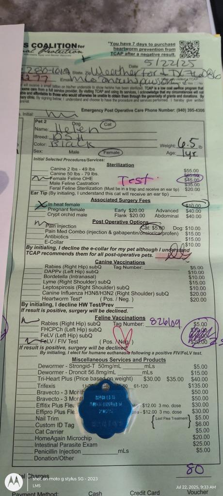 Helen, a Adoptable mixed breed in Richland Hills, TX image 1/3