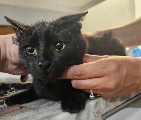 Enlarge Helen, a Adoptable mixed breed in Richland Hills, TX image 3/3