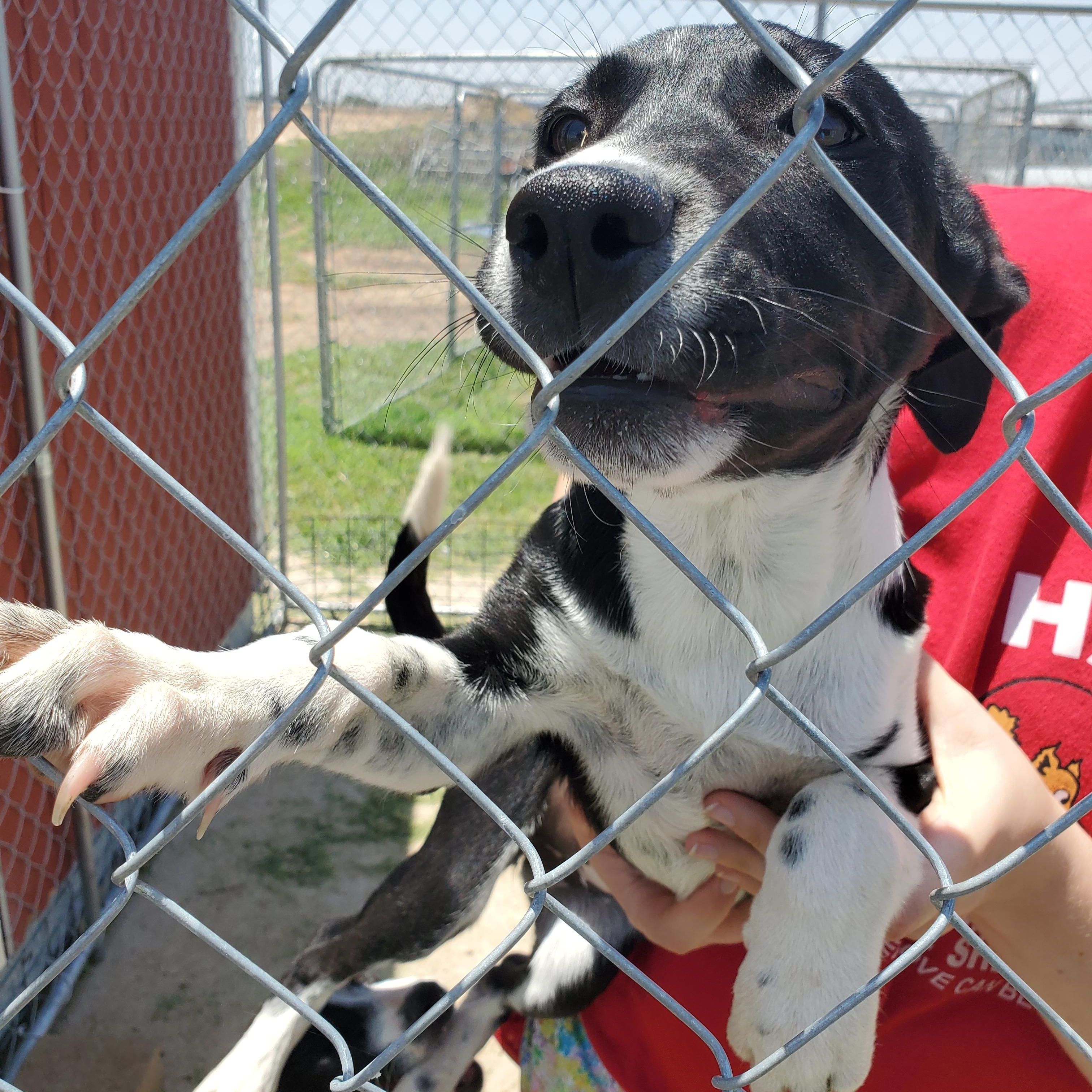 Hazel — thumbnail 2