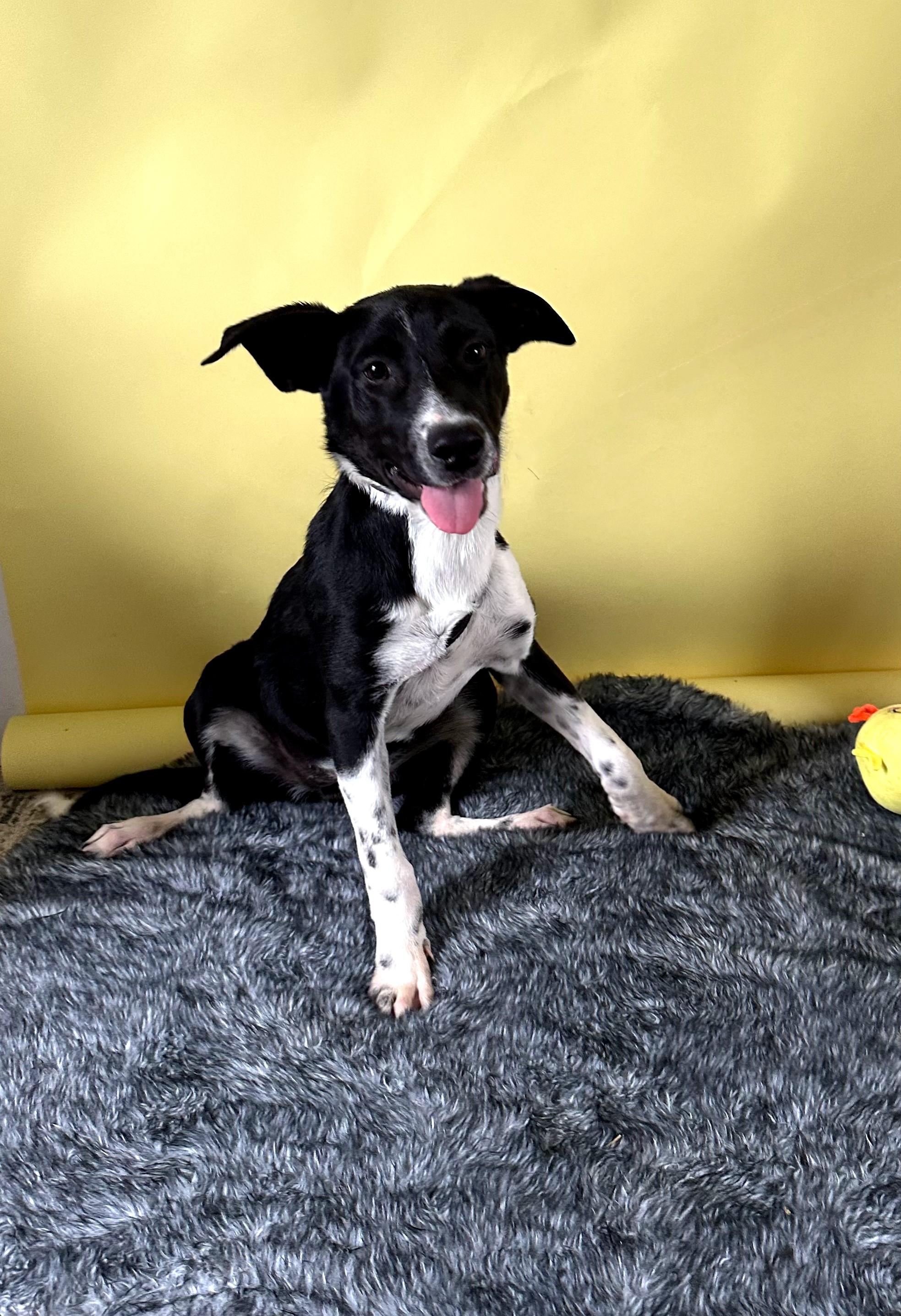 Hazel — thumbnail 3