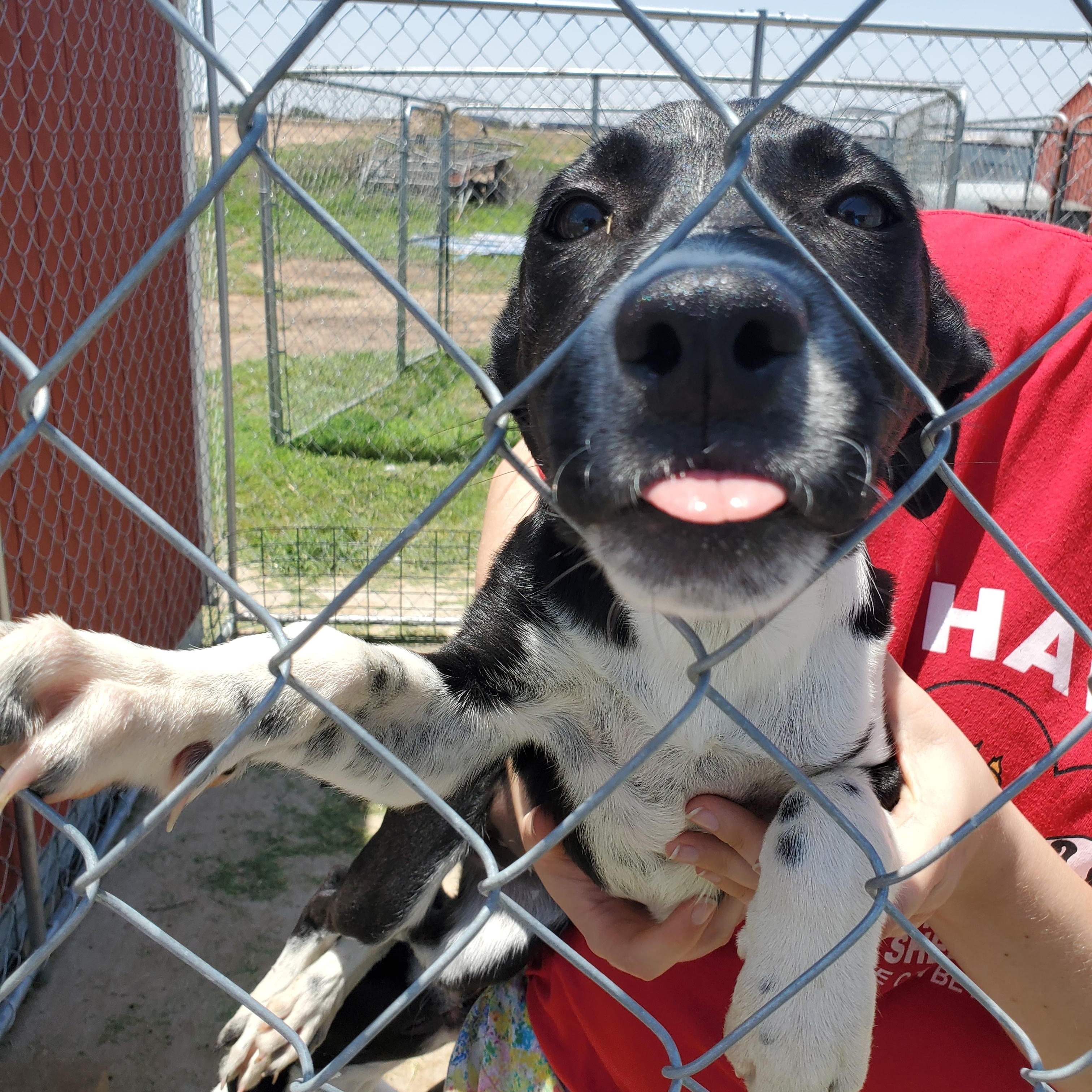 Hazel — thumbnail 4