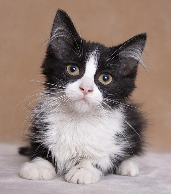 Harper & Grace, a ADOPTABLE Domestic Medium Hair in Chicago, IL image 4/6