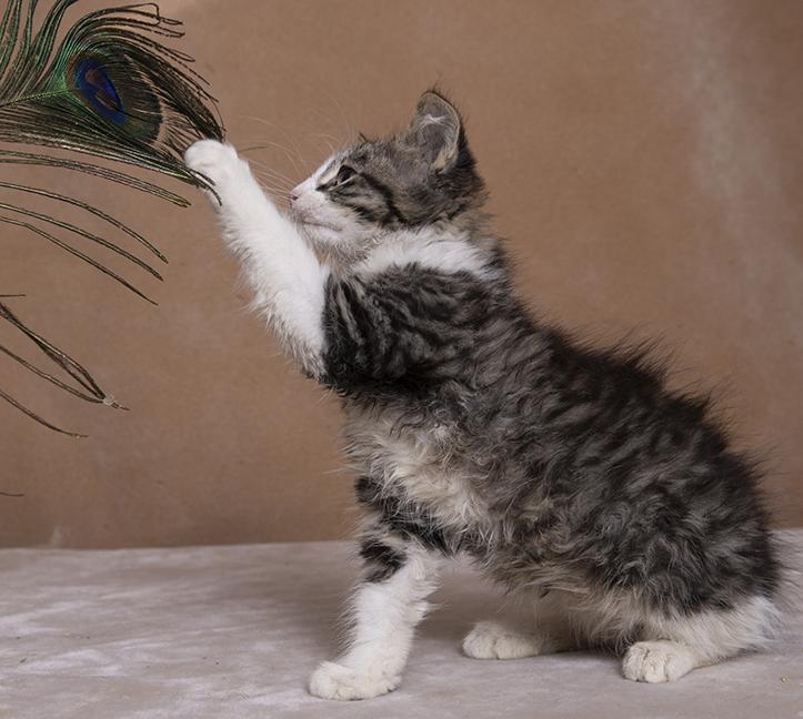 Harper & Grace, a ADOPTABLE Domestic Medium Hair in Chicago, IL image 3/6