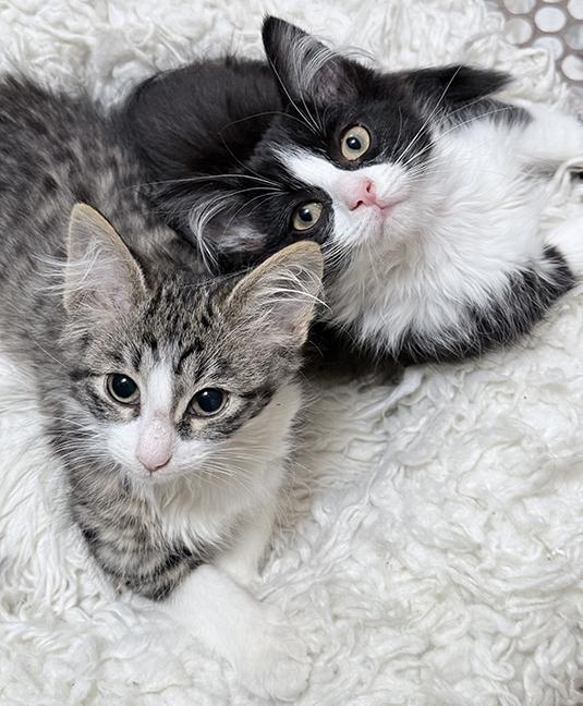 Harper & Grace, a ADOPTABLE Domestic Medium Hair in Chicago, IL image 1/6