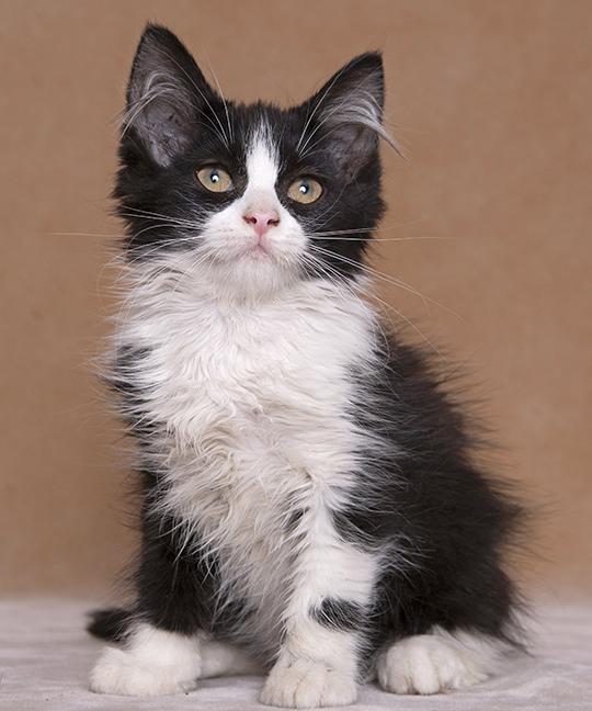 Harper & Grace, a ADOPTABLE Domestic Medium Hair in Chicago, IL image 6/6