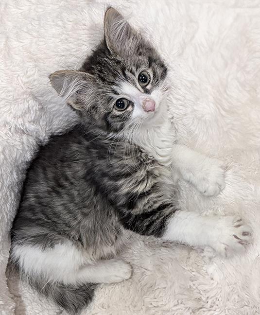 Harper & Grace, a ADOPTABLE Domestic Medium Hair in Chicago, IL image 2/6