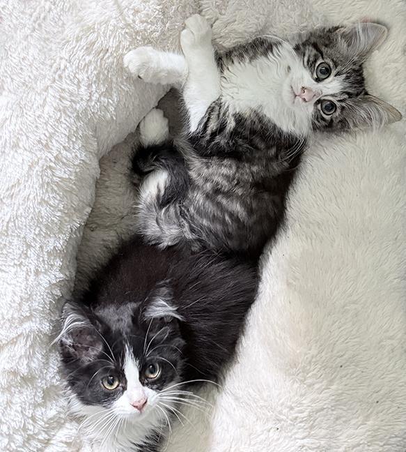 Harper & Grace, a ADOPTABLE Domestic Medium Hair in Chicago, IL image 5/6