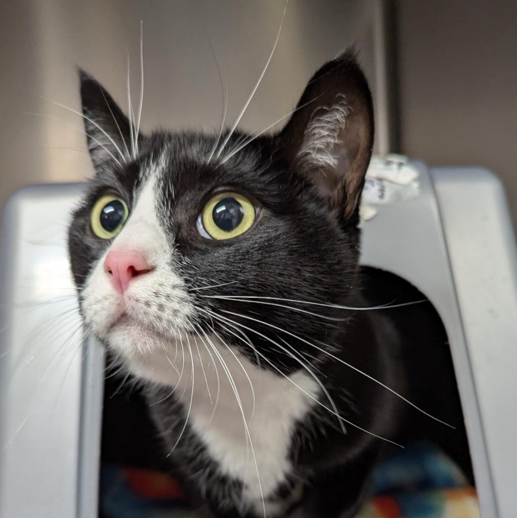 Dova, Adoptable, Adult Female Domestic Short Hair.