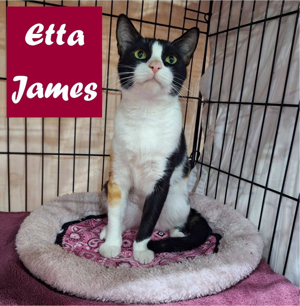 Etta James, adopted, Young Female Domestic Short Hair.