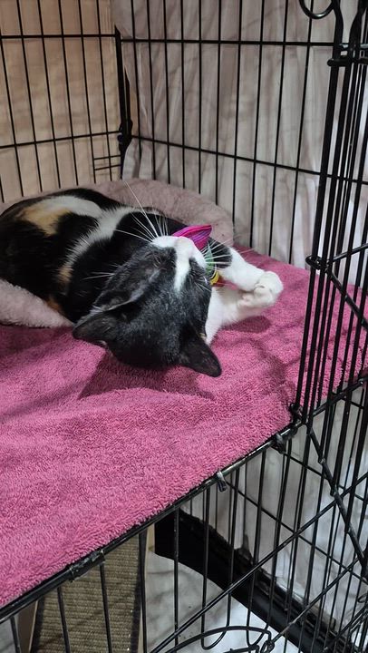 Enlarge Etta James, an adopted mixed breed in Albuquerque, NM video 2/3